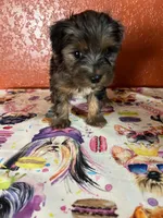 Piper, a female Yorkipoo for sale in Van Buren, AR – 2 of 8