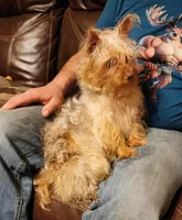 Zeus, a male Yorkshire Terrier for sale in Van Buren, AR – 7 of 7