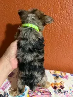 Harper, a female Yorkipoo for sale in Van Buren, AR – 4 of 4
