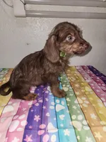 Rolo, a male Doxiepoo for sale in Van Buren, AR – 2 of 6