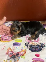 Alfie, a male Yorkshire Terrier for sale in Van Buren, AR – 2 of 9