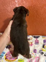 scooby doo, a male Yorkshire Terrier for sale in Van Buren, AR – 5 of 8