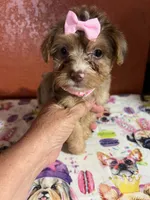 Babe, a female Yorkipoo for sale in Van Buren, AR – 4 of 7