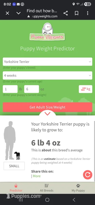 Rosie – Yorkshire Terrier puppy for sale in Van Buren, AR