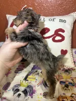 Lucy Lou, a female Yorkshire Terrier for sale in Van Buren, AR – Photo 5 of 7