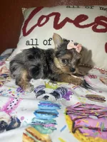 Lucy Lou, a female Yorkshire Terrier for sale in Van Buren, AR – Photo 3 of 7