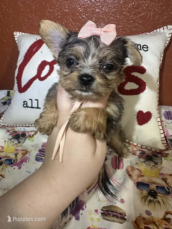 Lucy Lou – Yorkshire Terrier puppy for sale in Van Buren, AR