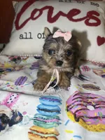 Lucy Lou, a female Yorkshire Terrier for sale in Van Buren, AR – Photo 2 of 7