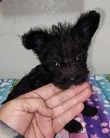 Abbi, a female Yorkipoo for sale in Van Buren, AR – 2 of 7