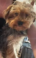 Abbi, a female Yorkipoo for sale in Van Buren, AR – 6 of 7