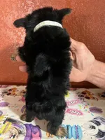 Lil Pete, a male Yorkshire Terrier for sale in Van Buren, AR – 4 of 8