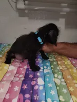 Ziggy, a male Doxiepoo for sale in Van Buren, AR – 2 of 5