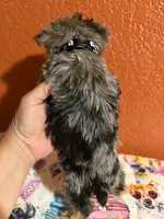 Gracie, a female Yorkipoo for sale in Van Buren, AR – 5 of 6