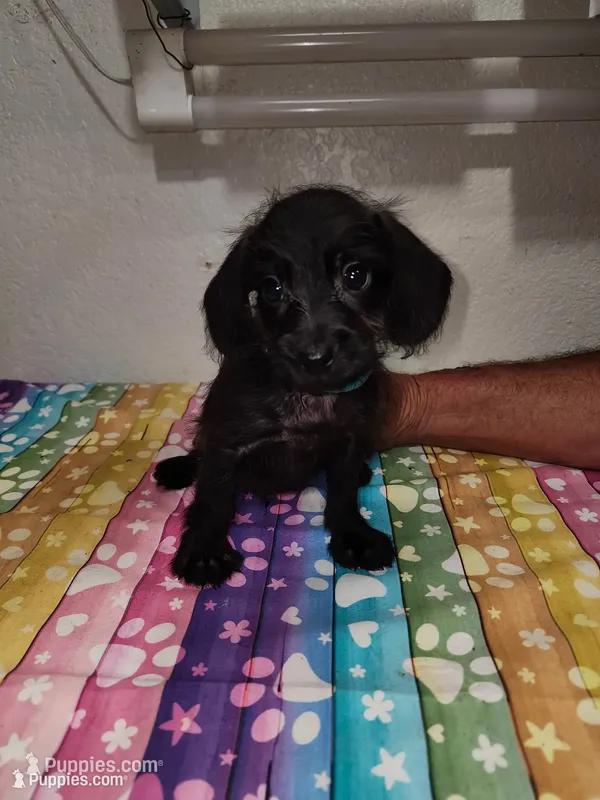 Ziggy, a male Doxiepoo for sale in Van Buren, AR – 1 of 5