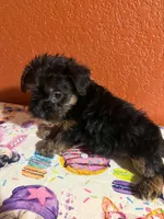 Milo, a male Yorkipoo for sale in Van Buren, AR – 2 of 4