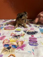 Harper, a female Yorkshire Terrier for sale in Van Buren, AR – 6 of 10