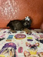 Coco, a female Yorkipoo for sale in Van Buren, AR – 5 of 7