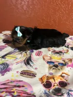 Lainey, a female Yorkshire Terrier for sale in Van Buren, AR – 4 of 8