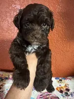 Max, a male Yorkipoo for sale in Van Buren, AR – 2 of 7