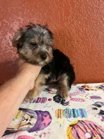 Zeus, a male Yorkshire Terrier for sale in Van Buren, AR – 4 of 8