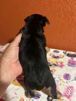 Suki, a female Yorkshire Terrier for sale in Van Buren, AR – 4 of 8
