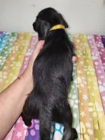 Otto, a male Doxiepoo for sale in Van Buren, AR – 4 of 6