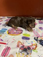 Finn, a male Yorkshire Terrier for sale in Van Buren, AR – 4 of 8