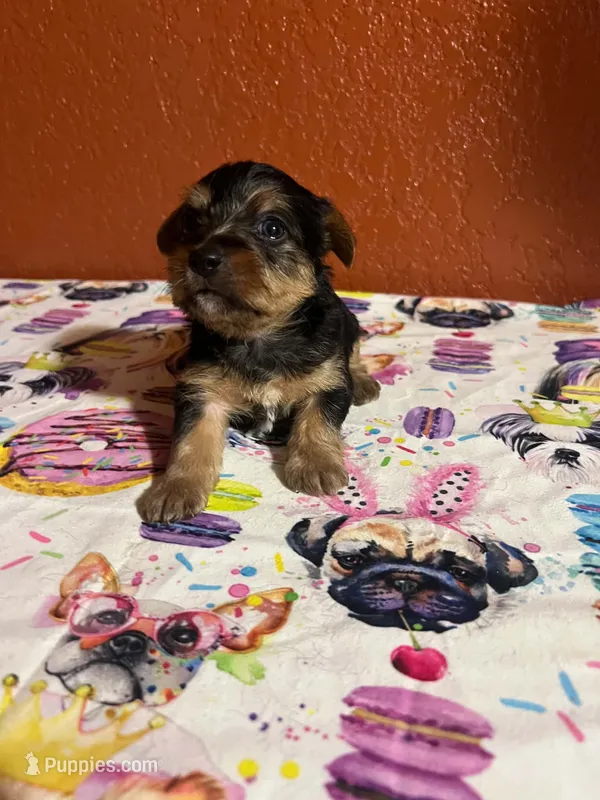 Zeus – Yorkshire Terrier puppy for sale in Van Buren, AR