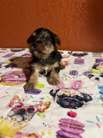Zeus, a male Yorkshire Terrier for sale in Van Buren, AR – 1 of 7
