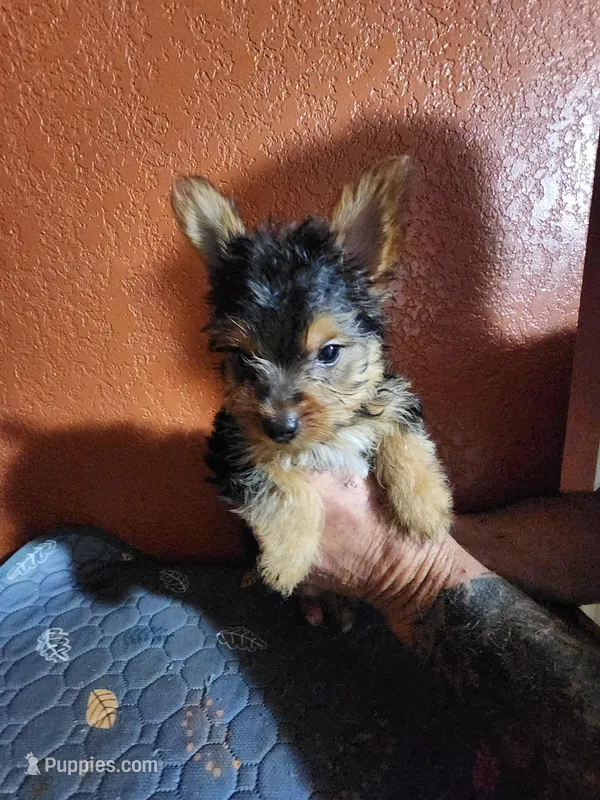 Waylan – Yorkshire Terrier puppy for sale in Van Buren, AR