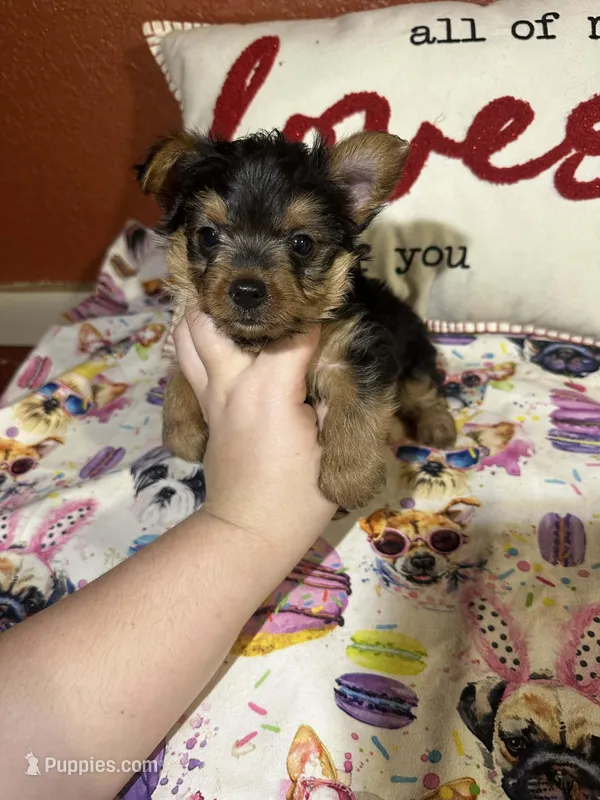 Waylan – Yorkshire Terrier puppy for sale in Van Buren, AR