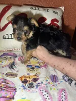 Waylan, a male Yorkshire Terrier for sale in Van Buren, AR – Photo 2 of 5