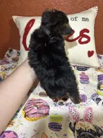 Waylan, a male Yorkshire Terrier for sale in Van Buren, AR – Photo 4 of 5