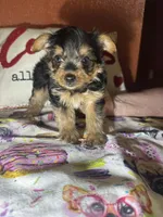 Waylan, a male Yorkshire Terrier for sale in Van Buren, AR – Photo 3 of 5