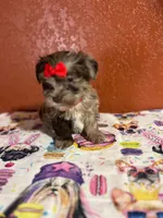 Jobe, a female Yorkipoo for sale in Van Buren, AR – 4 of 7