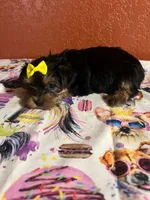 Lola, a female Yorkshire Terrier for sale in Van Buren, AR – 4 of 8