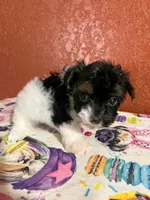 BabyBoy, a male Yorkipoo for sale in Van Buren, AR – 5 of 7