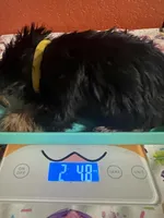 Lola, a female Yorkshire Terrier for sale in Van Buren, AR – 6 of 8