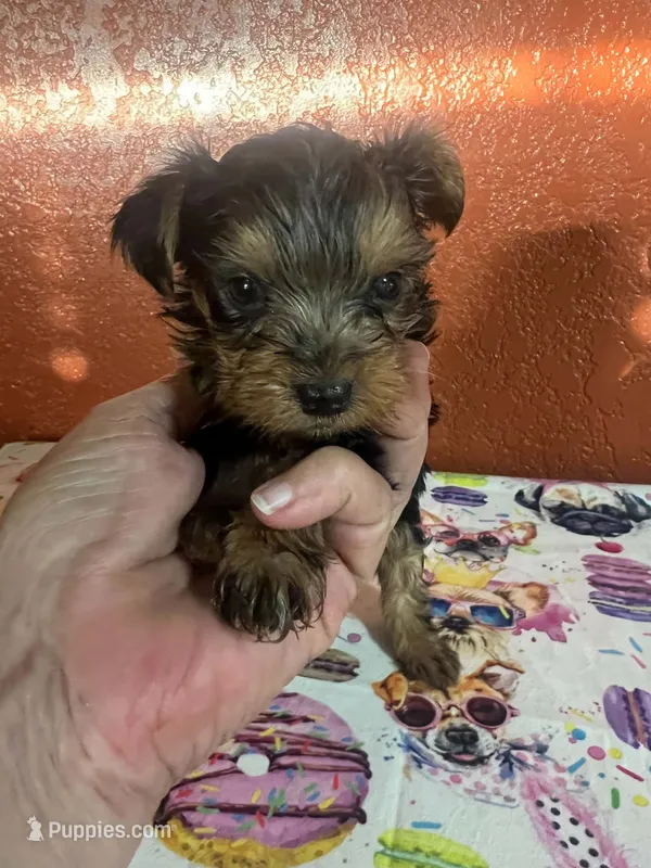Alfie – Yorkshire Terrier puppy for sale in Van Buren, AR