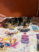 Harper, a female Yorkshire Terrier for sale in Van Buren, AR – 5 of 10