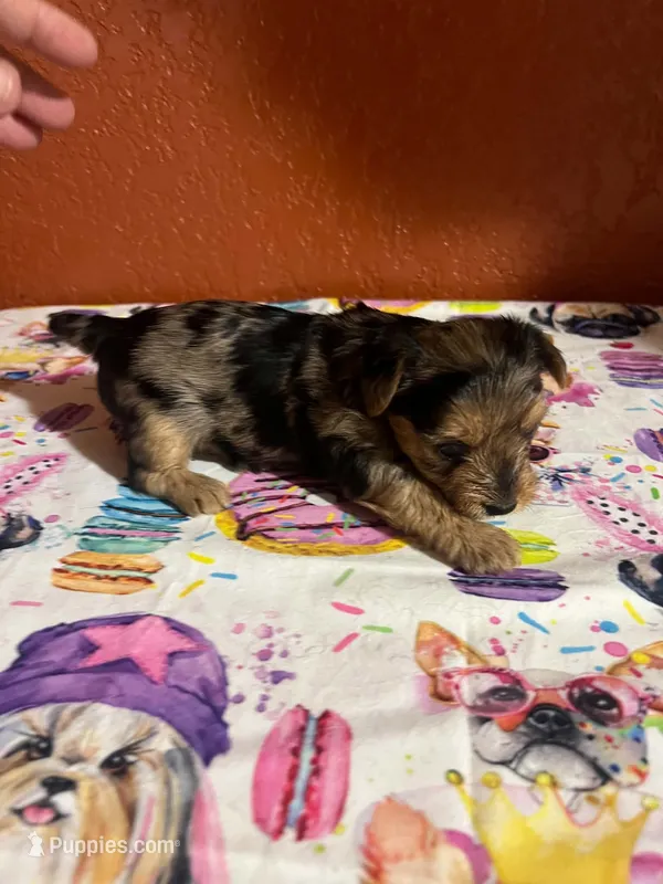 Harper – Yorkshire Terrier puppy for sale in Van Buren, AR