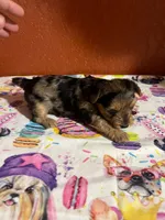 Harper, a female Yorkshire Terrier for sale in Van Buren, AR – 1 of 10