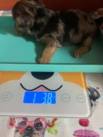 Harper, a female Yorkshire Terrier for sale in Van Buren, AR – 7 of 10