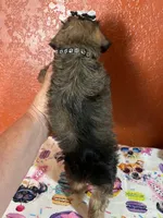 Coco, a female Yorkipoo for sale in Van Buren, AR – 3 of 7