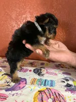 Lil Pete, a male Yorkshire Terrier for sale in Van Buren, AR – 3 of 8
