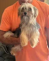 Lil Pete, a male Yorkshire Terrier for sale in Van Buren, AR – 7 of 8