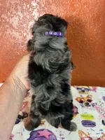 Piper, a female Yorkipoo for sale in Van Buren, AR – 6 of 8