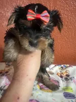 Lexi, a female Yorkshire Terrier for sale in Van Buren, AR – 1 of 8
