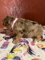 Babe, a female Yorkipoo for sale in Van Buren, AR – 3 of 7