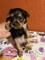 Suki, a female Yorkshire Terrier for sale in Van Buren, AR – 2 of 8